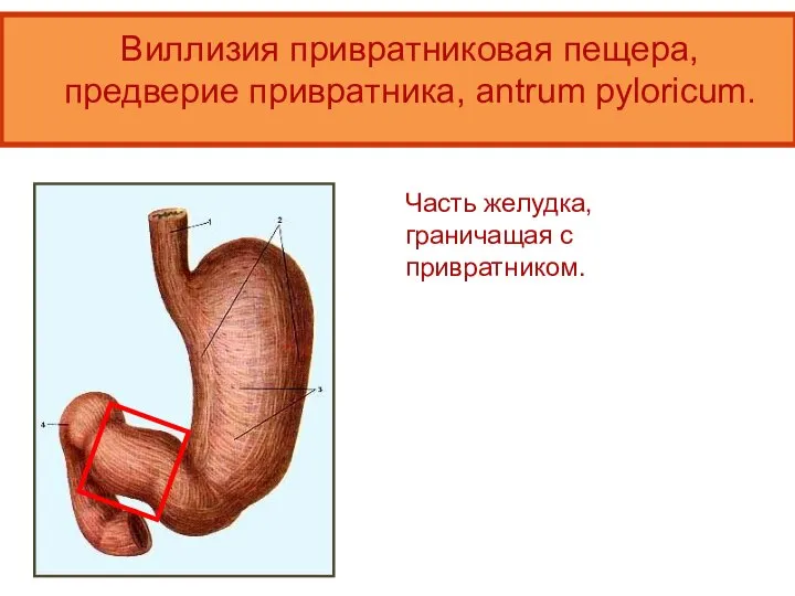 Виллизия привратниковая пещера, предверие привратника, antrum pyloricum. Часть желудка, граничащая с привратником.