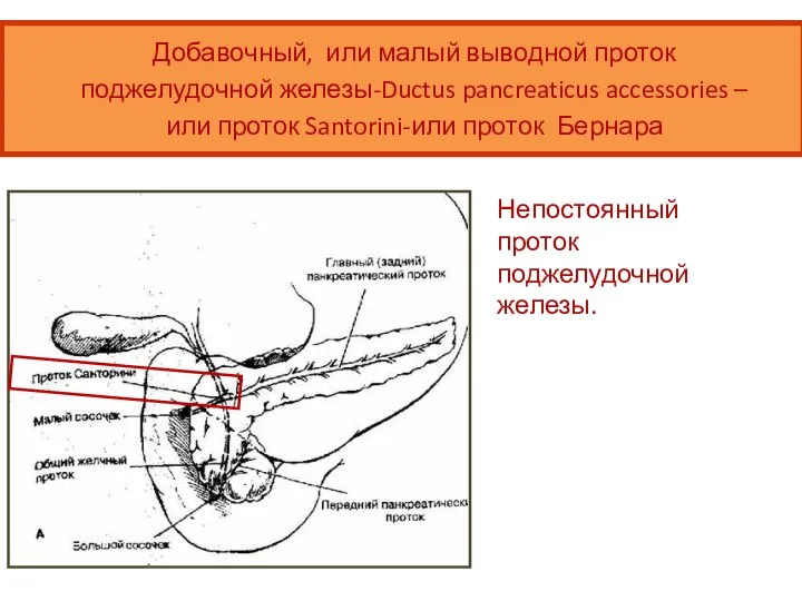 Добавочный, или малый выводной проток поджелудочной железы-Ductus pancreaticus accessories –или проток