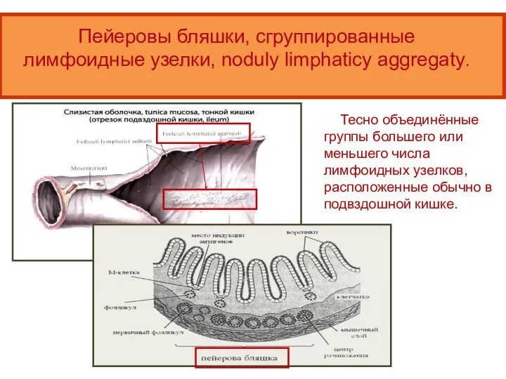 Пейеровы бляшки, сгруппированные лимфоидные узелки, noduly limphaticy aggregaty. Тесно объединённые группы