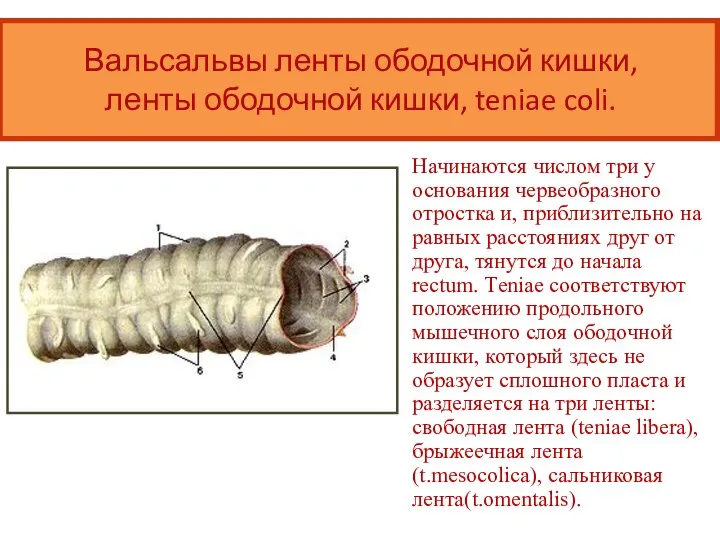 Вальсальвы ленты ободочной кишки, ленты ободочной кишки, teniae coli. Начинаются числом