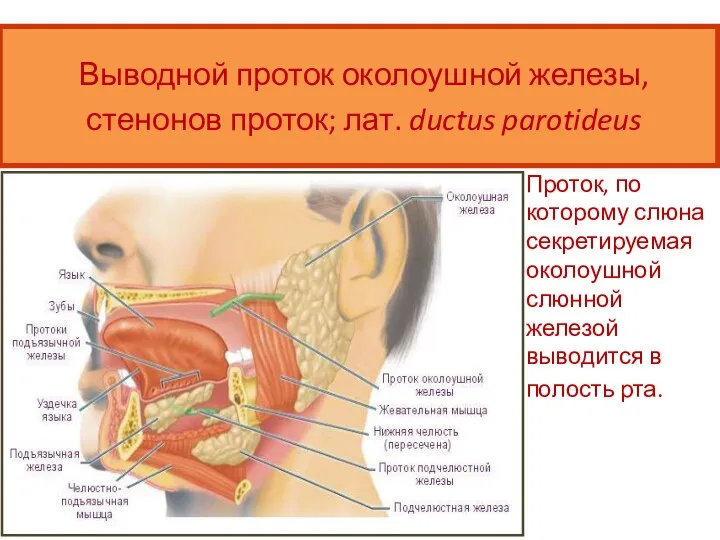 Выводной проток околоушной железы, стенонов проток; лат. ductus parotideus Проток, по