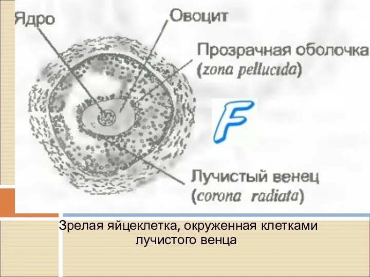 Зрелая яйцеклетка, окруженная клетками лучистого венца