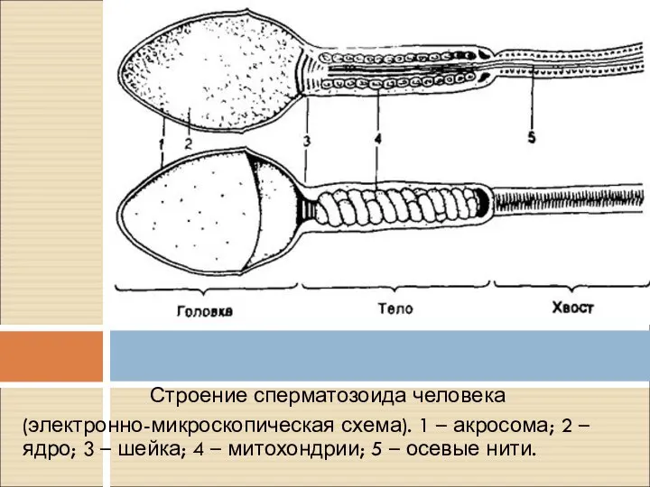 Строение сперматозоида человека (электронно-микроскопическая схема). 1 – акросома; 2 – ядро;