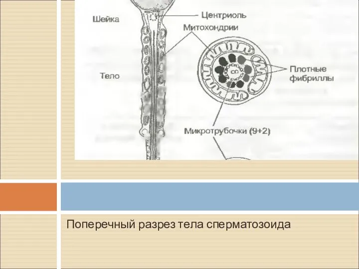 Поперечный разрез тела сперматозоида