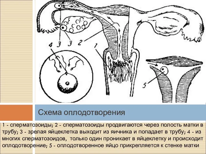 1 - сперматозоиды; 2 - сперматозоиды продвигаются через полость матки в