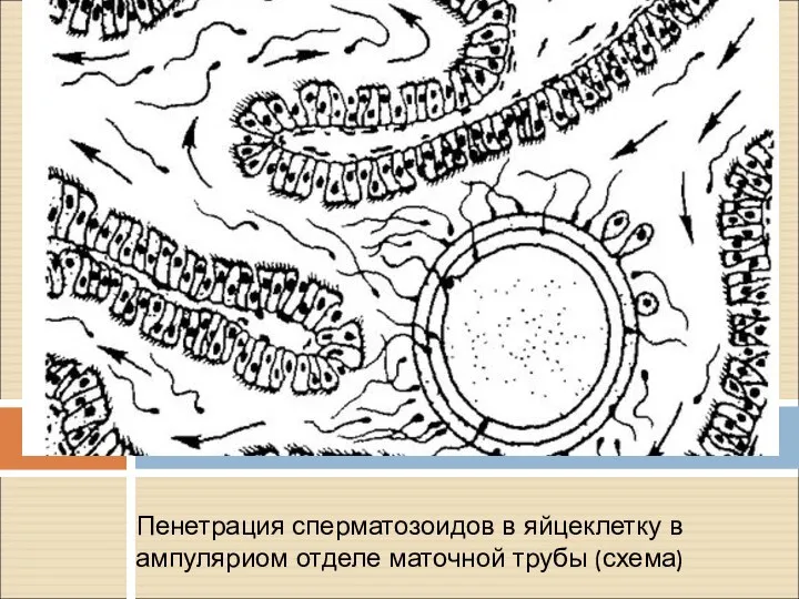 Пенетрация сперматозоидов в яйцеклетку в ампуляриом отделе маточной трубы (схема)