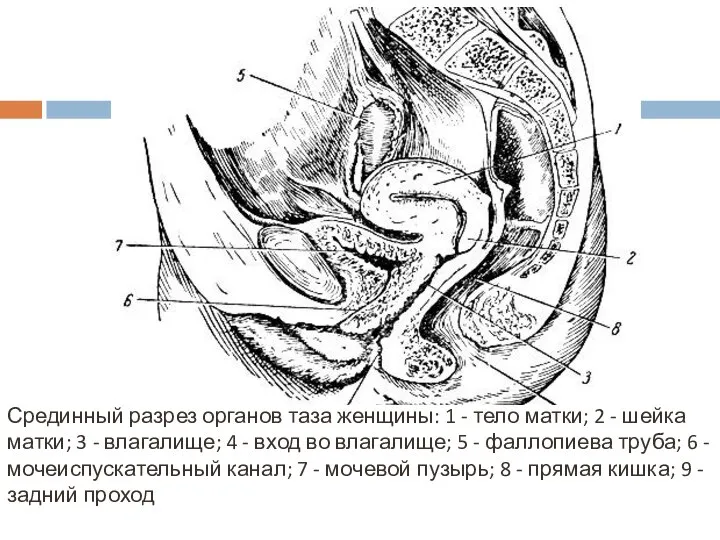 Срединный разрез органов таза женщины: 1 - тело матки; 2 -
