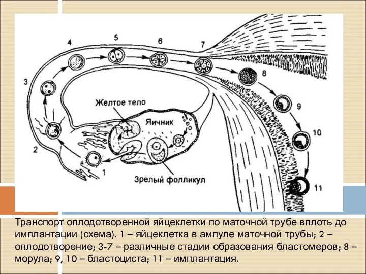 Транспорт оплодотворенной яйцеклетки по маточной трубе вплоть до имплантации (схема). 1