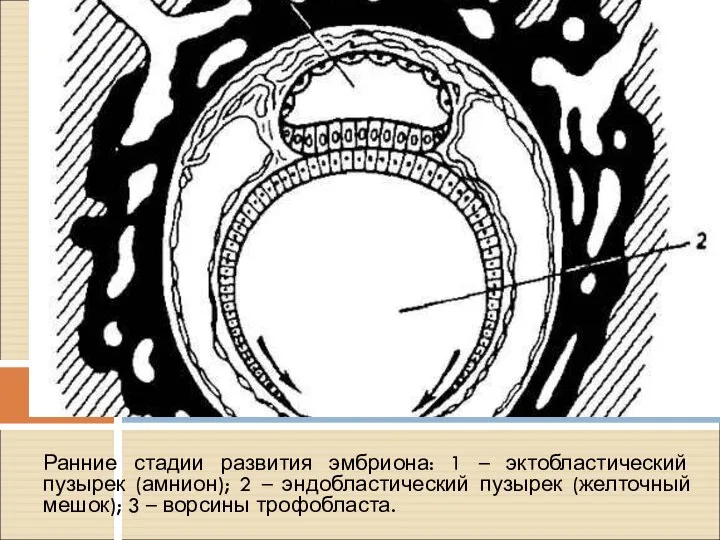 Ранние стадии развития эмбриона: 1 – эктобластический пузырек (амнион); 2 –