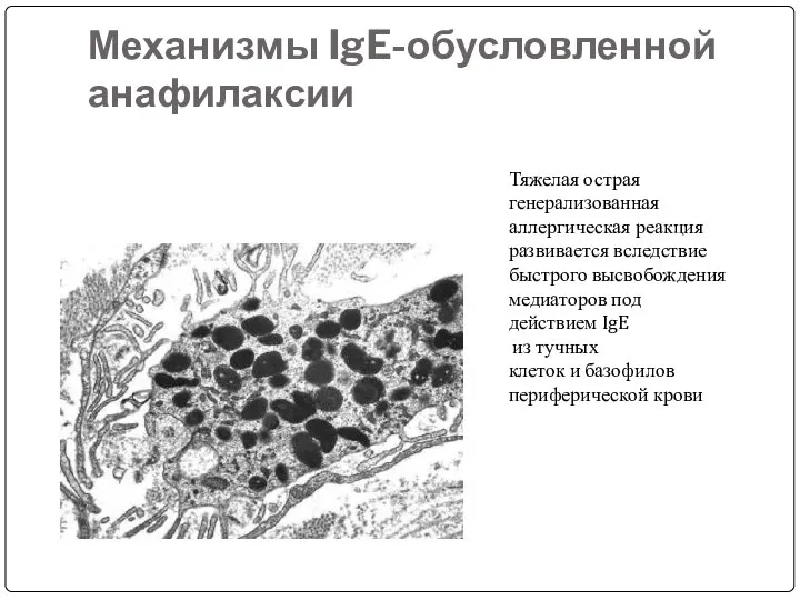 Механизмы IgE-обусловленной анафилаксии Тяжелая острая генерализованная аллергическая реакция развивается вследствие быстрого