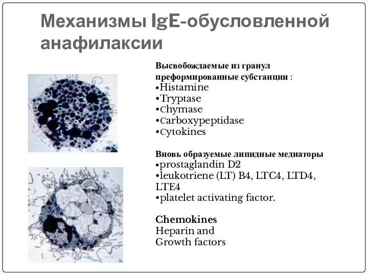 Механизмы IgE-обусловленной анафилаксии Высвобождаемые из гранул преформированные субстанции : •Histamine •Tryptase