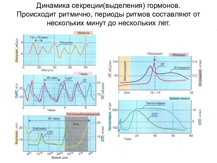 Динамика секреции(выделения) гормонов. Происходит ритмично, периоды ритмов составляют от нескольких минут до нескольких лет.