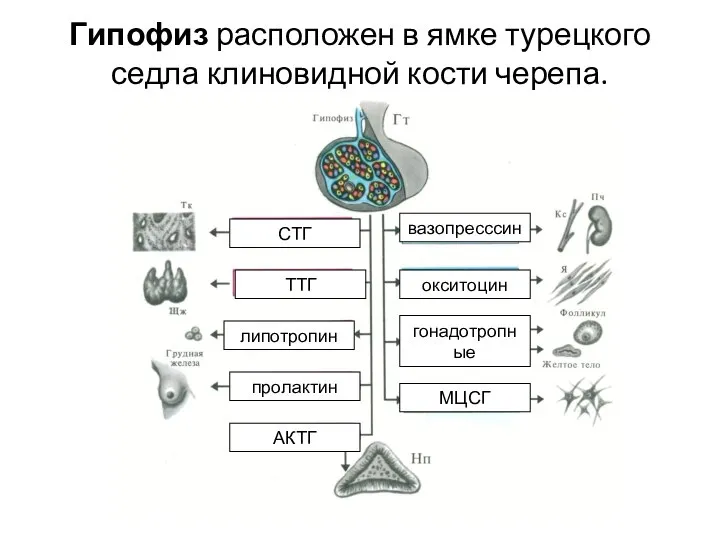 Гипофиз расположен в ямке турецкого седла клиновидной кости черепа. СТГ ТТГ