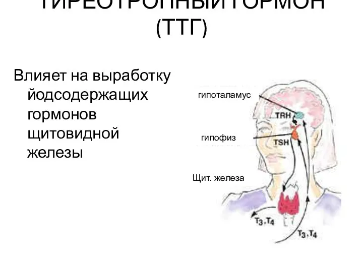 ТИРЕОТРОПНЫЙ ГОРМОН(ТТГ) Влияет на выработку йодсодержащих гормонов щитовидной железы гипофиз гипоталамус Щит. железа