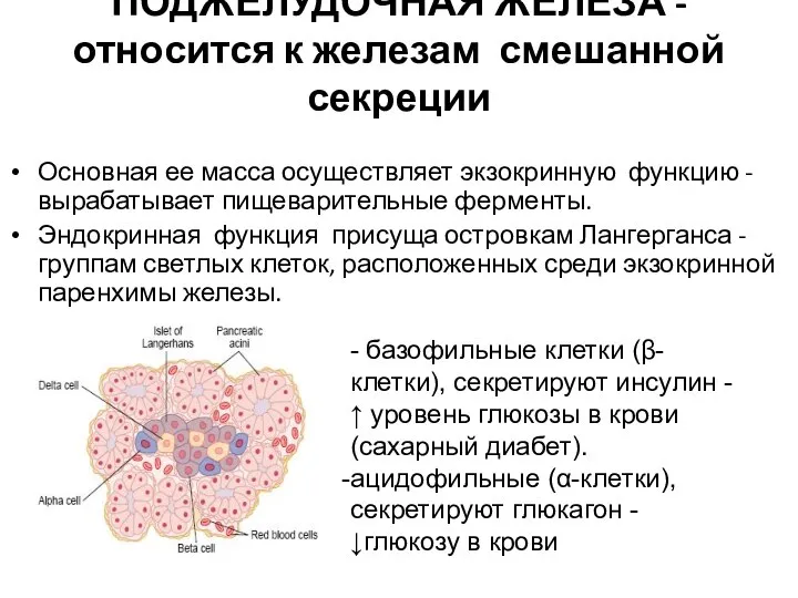 ПОДЖЕЛУДОЧНАЯ ЖЕЛЕЗА - относится к железам смешанной секреции Основная ее масса