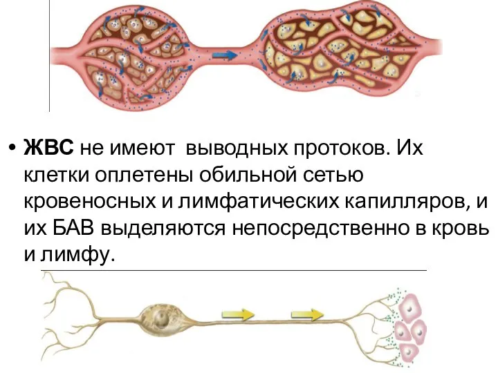 ЖВС не имеют выводных протоков. Их клетки оплетены обильной сетью кровеносных