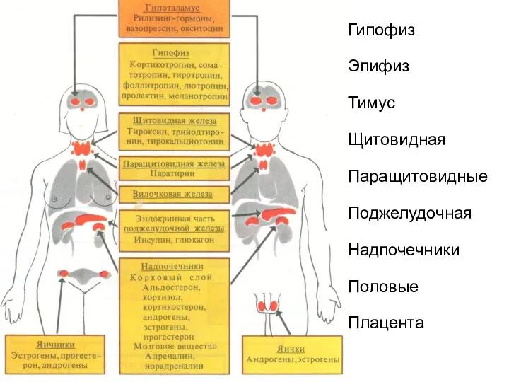 Гипофиз Эпифиз Тимус Щитовидная Паращитовидные Поджелудочная Надпочечники Половые Плацента