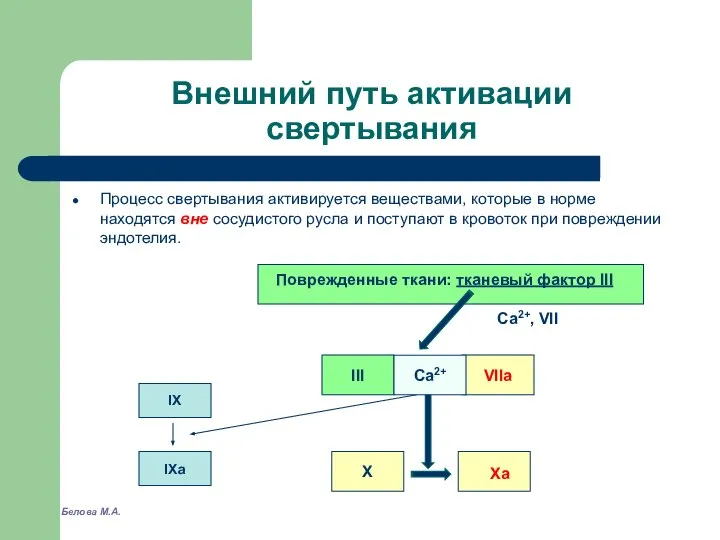 Внешний путь активации свертывания Процесс свертывания активируется веществами, которые в норме