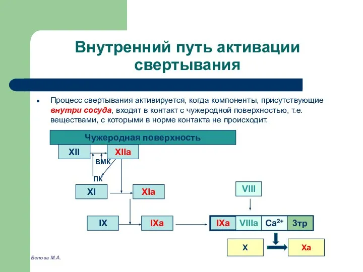 Внутренний путь активации свертывания Процесс свертывания активируется, когда компоненты, присутствующие внутри