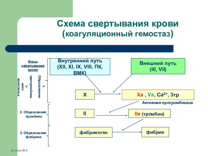 Схема свертывания крови (коагуляционный гемостаз) Белова М.А.