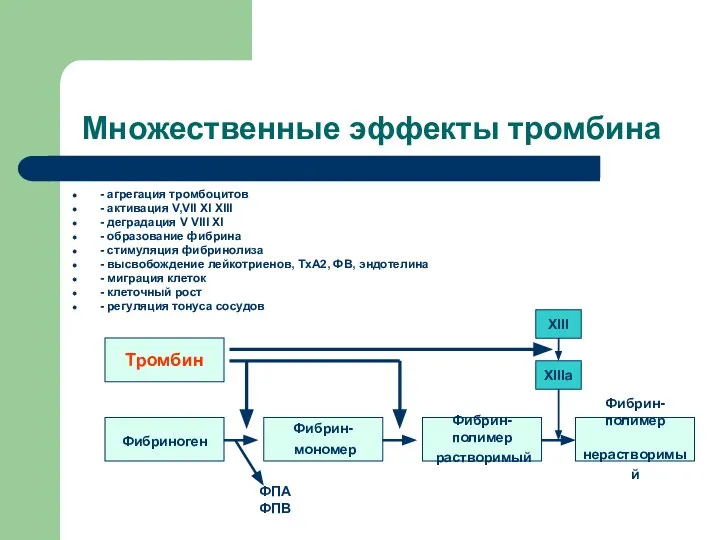 Множественные эффекты тромбина - агрегация тромбоцитов - активация V,VII XI XIII
