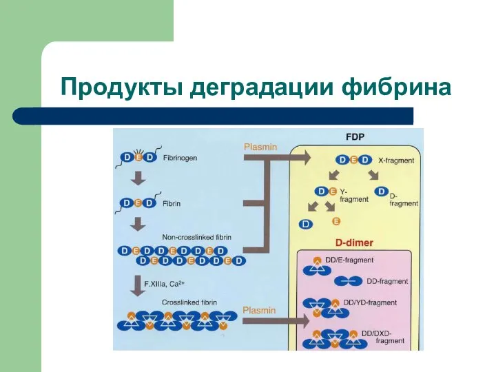 Продукты деградации фибрина