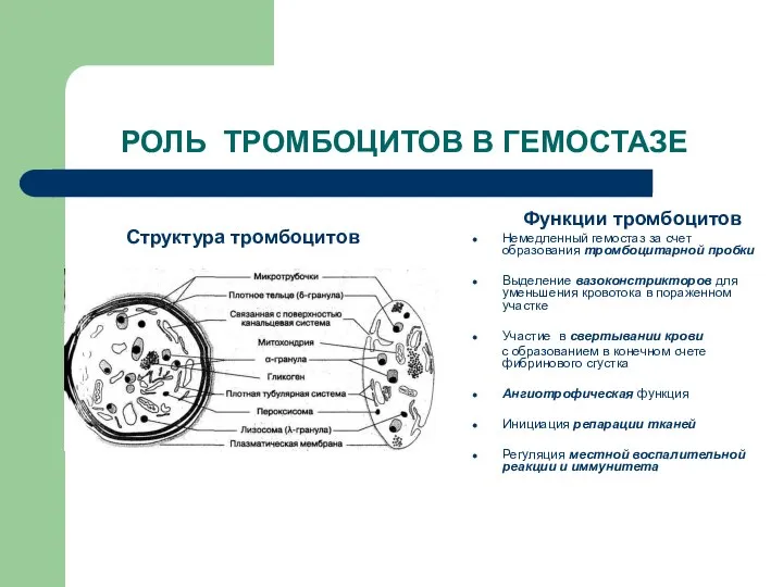 РОЛЬ ТРОМБОЦИТОВ В ГЕМОСТАЗЕ Функции тромбоцитов Немедленный гемостаз за счет образования