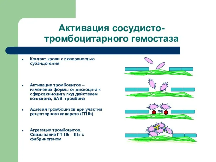 Активация сосудисто-тромбоцитарного гемостаза Контакт крови с поверхностью субэндотелия Активация тромбоцитов –