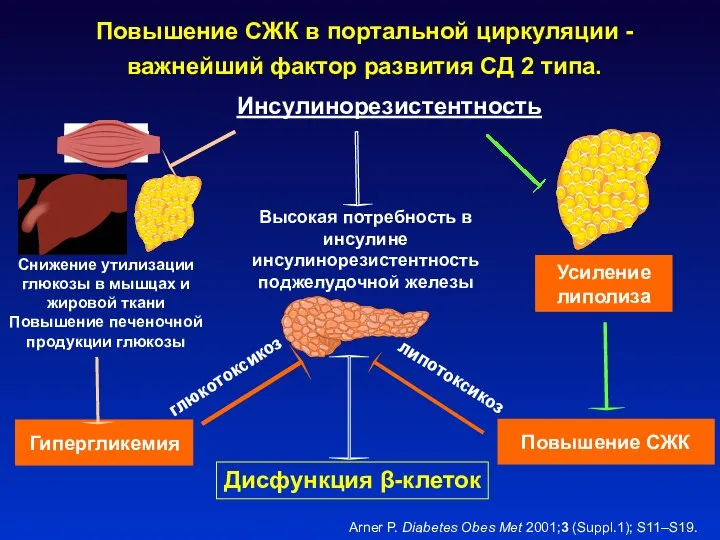 Усиление липолиза Снижение утилизации глюкозы в мышцах и жировой ткани Повышение