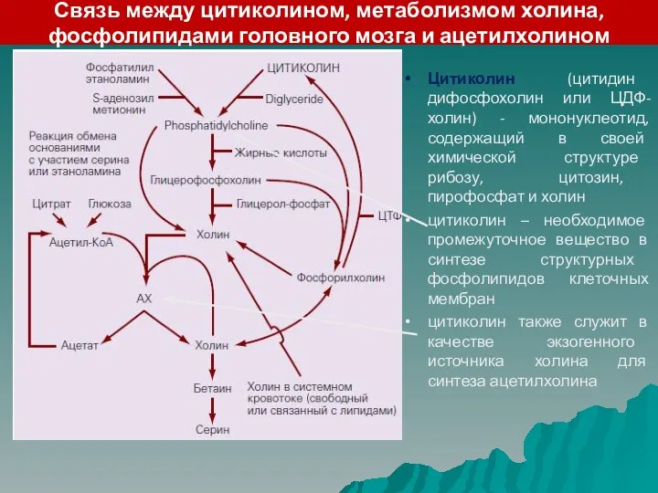 Связь между цитиколином, метаболизмом холина, фосфолипидами головного мозга и ацетилхолином Цитиколин