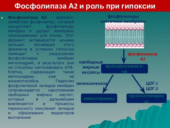 Фосфолипаза А2 и роль при гипоксии Фосфолипаза А2 – фермент семейства