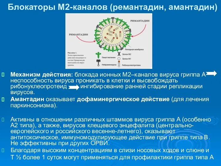 Блокаторы М2-каналов (ремантадин, амантадин) Механизм действия: блокада ионных М2–каналов вируса гриппа