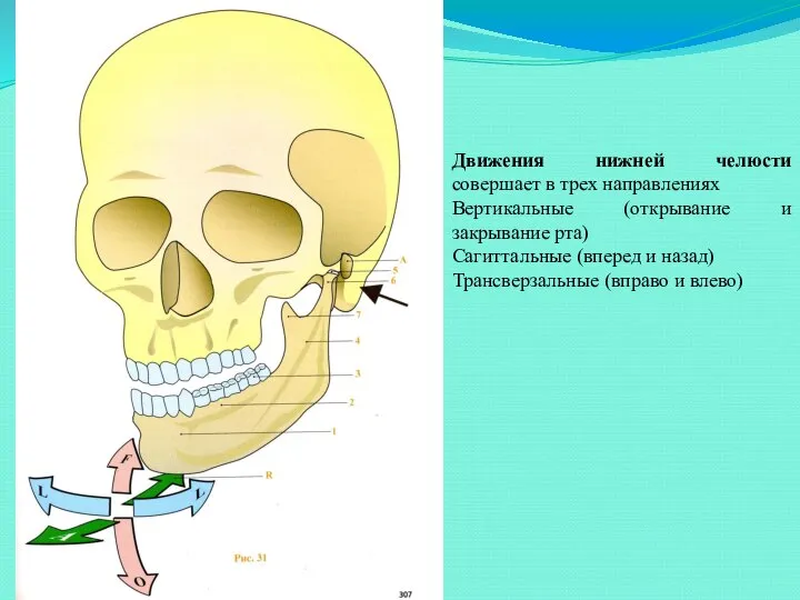 Движения нижней челюсти совершает в трех направлениях Вертикальные (открывание и закрывание