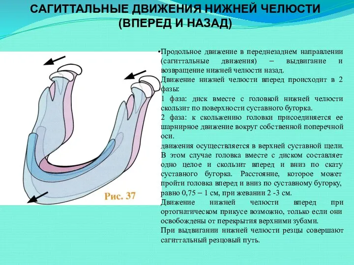 САГИТТАЛЬНЫЕ ДВИЖЕНИЯ НИЖНЕЙ ЧЕЛЮСТИ (ВПЕРЕД И НАЗАД) Продольное движение в переднезаднем