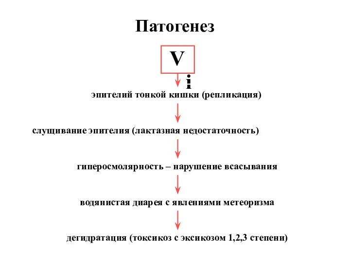 Патогенез Vi эпителий тонкой кишки (репликация) слущивание эпителия (лактазная недостаточность) гиперосмолярность