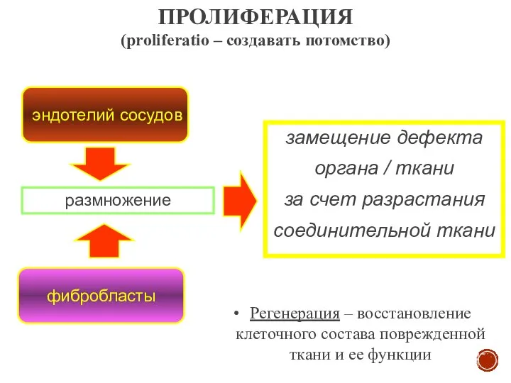 ПРОЛИФЕРАЦИЯ (proliferatio – создавать потомство) эндотелий сосудов фибробласты размножение замещение дефекта