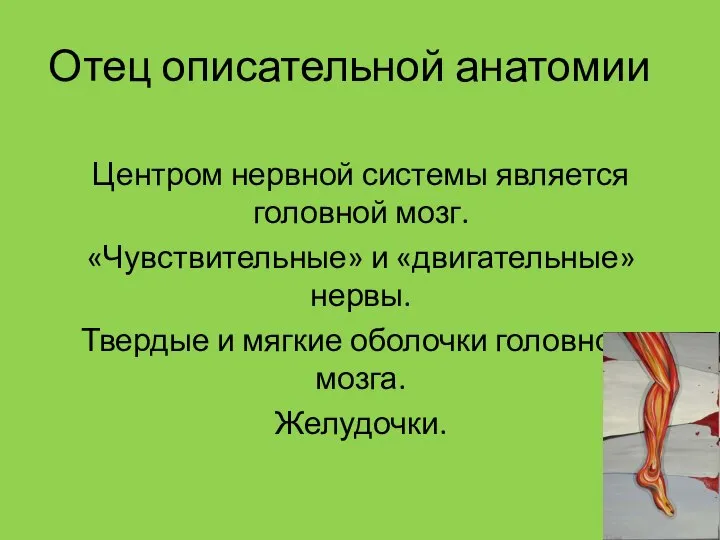 Отец описательной анатомии Центром нервной системы является головной мозг. «Чувствительные» и