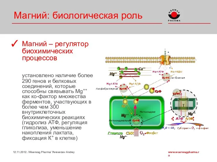 Магний: биологическая роль Магний – регулятор биохимических процессов установлено наличие более