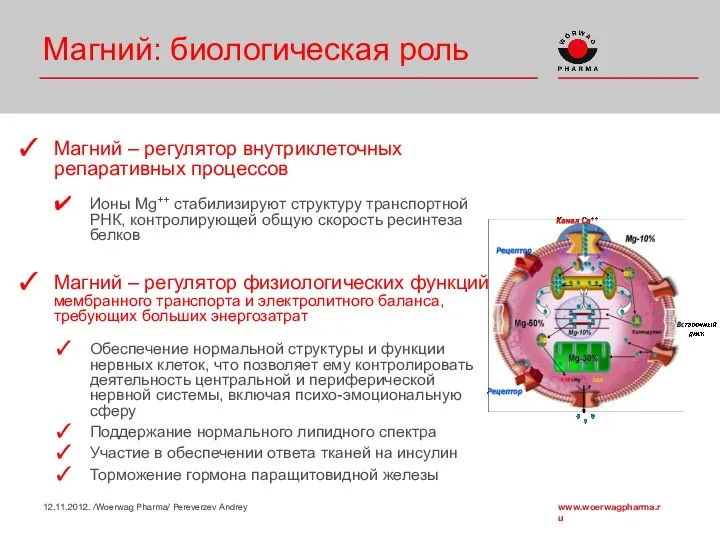 Магний: биологическая роль Магний – регулятор внутриклеточных репаративных процессов Ионы Mg++