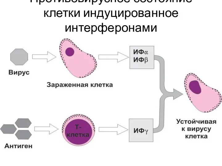 Противовирусное состояние клетки индуцированное интерферонами