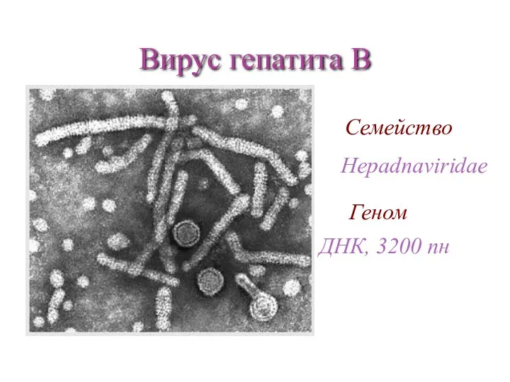 Вирус гепатита В Семейство Hepadnaviridae Геном ДНК, 3200 пн