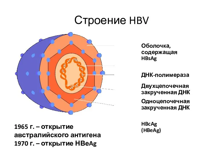 Строение HBV Оболочка, содержащая HBsAg ДНК-полимераза Двухцепочечная закрученная ДНК Одноцепочечная закрученная