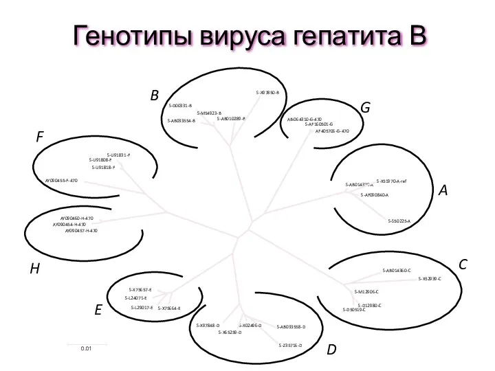 Генотипы вируса гепатита В