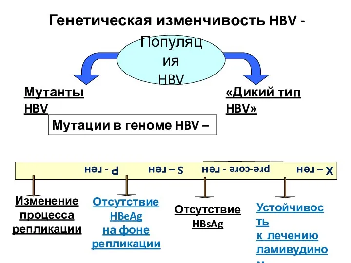 Генетическая изменчивость HBV - Мутанты HBV «Дикий тип HBV» Мутации в