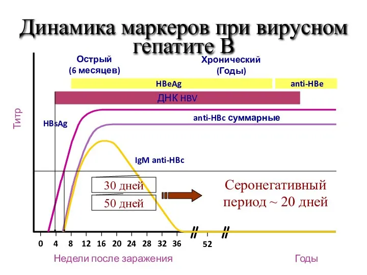 IgM anti-HBc anti-HBc суммарные HBsAg Острый (6 месяцев) HBeAg Хронический (Годы)