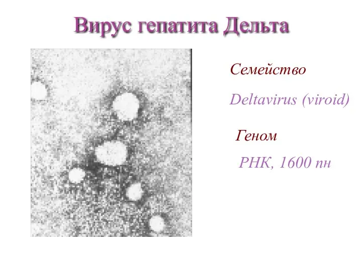 Семейство Deltavirus (viroid) Геном РНК, 1600 пн Вирус гепатита Дельта