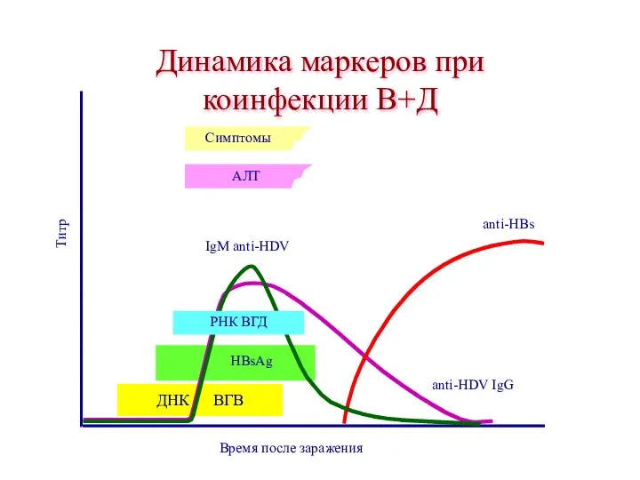 ДНК ВГВ Динамика маркеров при коинфекции В+Д Время после заражения Титр