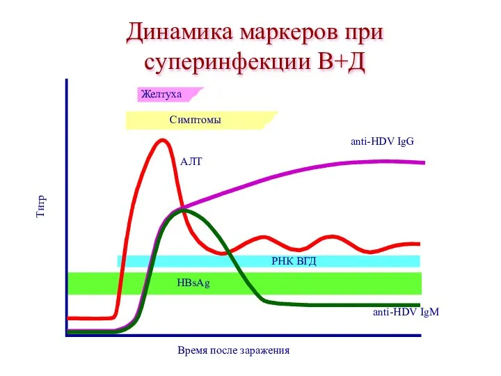 Динамика маркеров при суперинфекции В+Д Время после заражения Титр Желтуха Симптомы