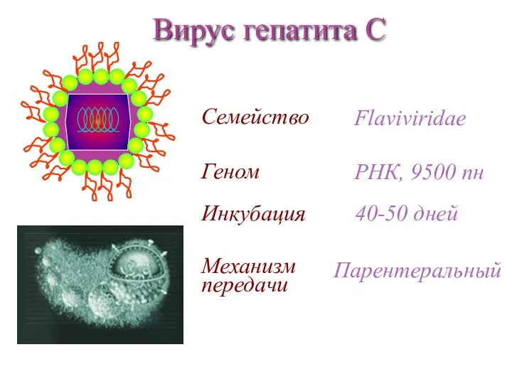 Семейство Flaviviridae Инкубация Механизм передачи Парентеральный 40-50 дней Геном РНК, 9500 пн Вирус гепатита С