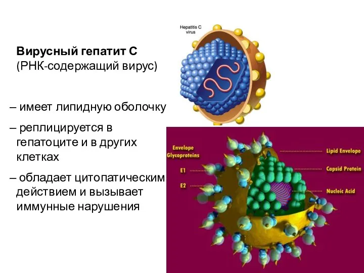 Вирусный гепатит С (РНК-содержащий вирус) имеет липидную оболочку реплицируется в гепатоците